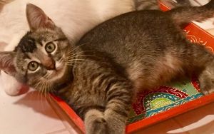 . Leo-ADOPTED! .