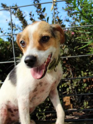 . FREDDIE NOR VAN (playful, hunts, really likes larger dogs) .