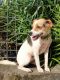 . FREDDIE NOR VAN (playful, hunts, really likes larger dogs) .