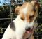 . FREDDIE NOR VAN (playful, hunts, really likes larger dogs) .