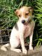 . FREDDIE NOR VAN (playful, hunts, really likes larger dogs) .