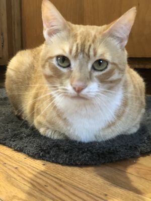 . Archie - At Adoption Center .