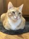 . Archie - At Adoption Center .