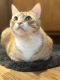 . Archie - At Adoption Center .
