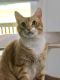 . Archie - At Adoption Center .