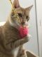 . Archie - At Adoption Center .