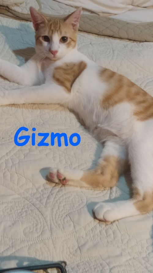 Photo of Gizmo