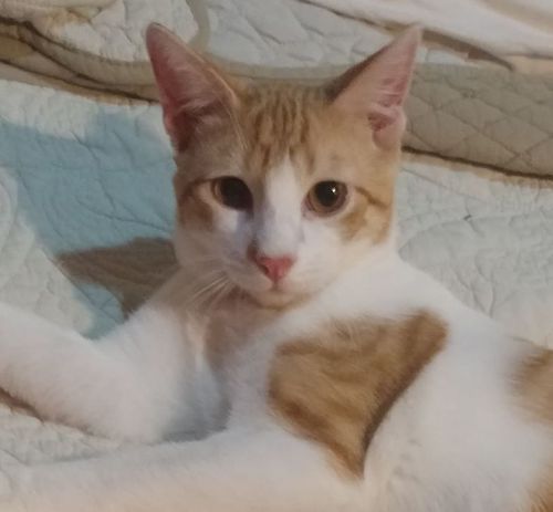 Photo of Gizmo