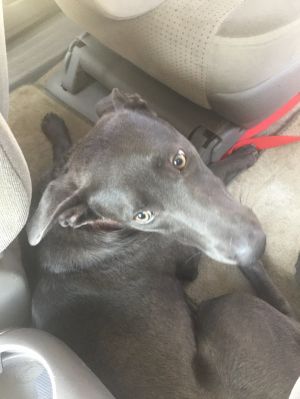 . Elsa .
