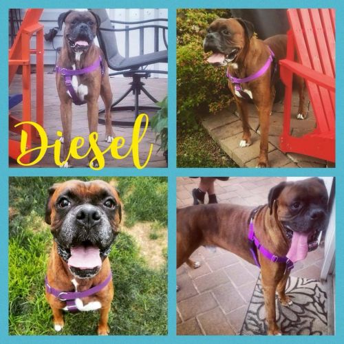 . Diesel .