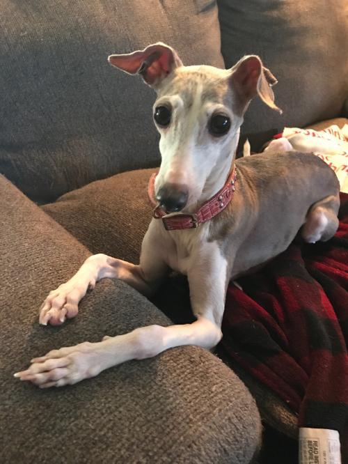 . Bella .