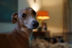 . Gino .