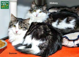 . Duncan & Hickory .