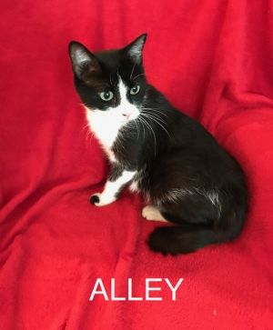 . Alley .