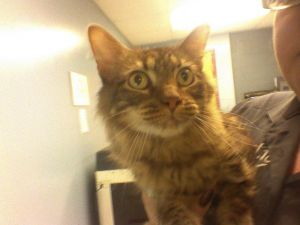 . Kendal * adopted* Petsma .