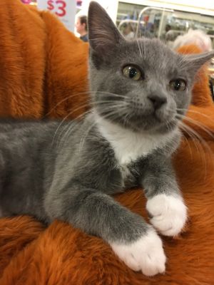 . Cupcake-ADOPTED! .