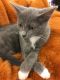 . Cupcake-ADOPTED! .