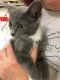 . Cupcake-ADOPTED! .