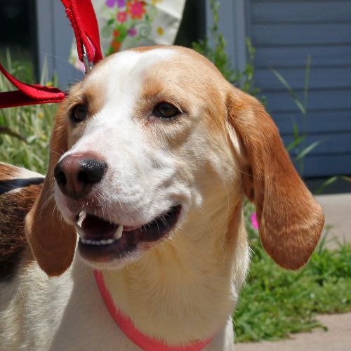 Adopt a Dog at the Eau Claire County Humane Association Wisconsin