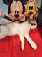 . Mouse .