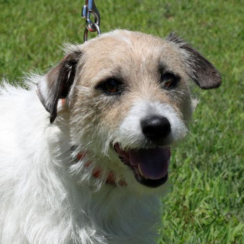 Adopt a Dog at the Eau Claire County Humane Association Wisconsin