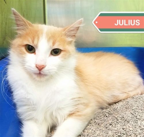 . Julius .
