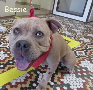 . Bessie-P4P dog .