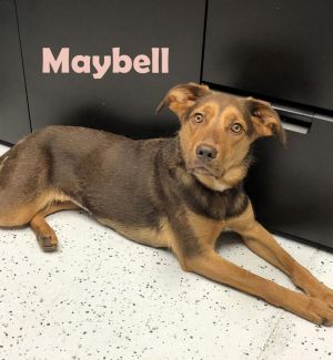 . Maybell (Mabell)--P4P dog .