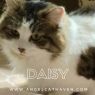 . Daisy .