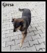 . Gresa (arriving July 20th, 2018) .