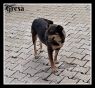 . Gresa (arriving July 20th, 2018) .