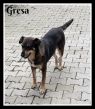 . Gresa (arriving July 20th, 2018) .