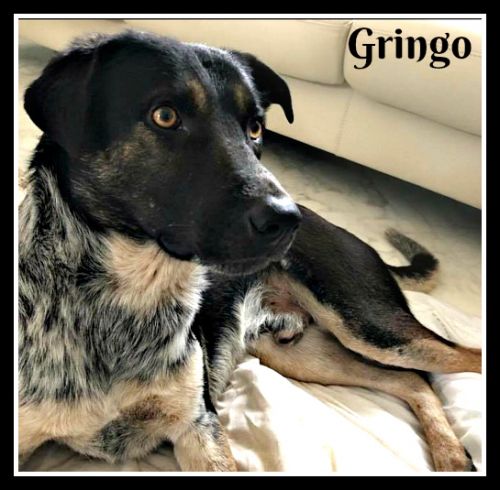 . Gringo (arriving on July 27th) .