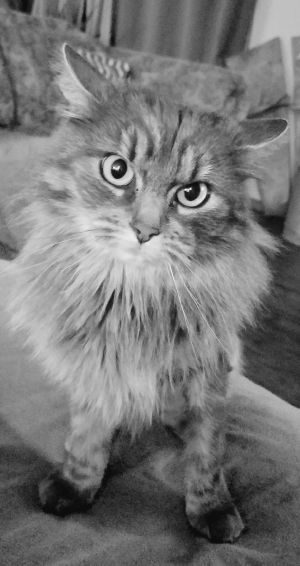 . Hurley .