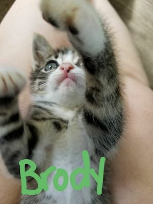 . Brody .