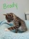 . Brody .