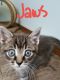. Jaws .