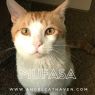 . Mufasa .