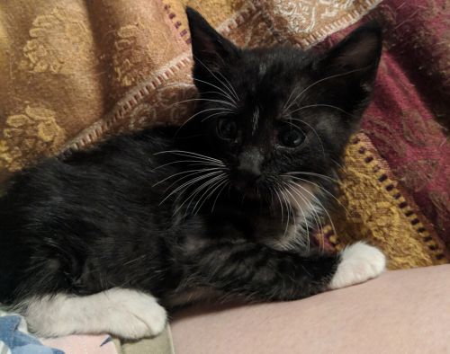 . Loki .
