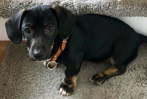 . Gus .