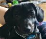 . Gus .