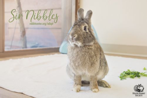 . Sir Nibbles .