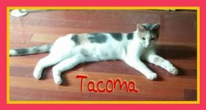 . Tacoma (TAS #7) .