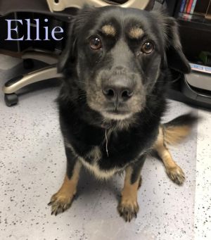 . Ellie (Erza)-P4P dog .