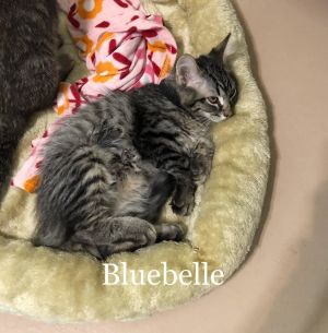 . Bluebell .