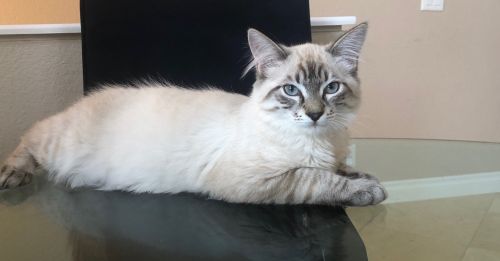 . Leon the Lynx Point .