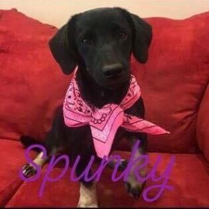 . Spunky .