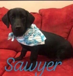 . Sawyer .