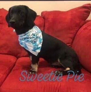 . Sweetie Pie .
