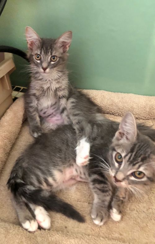 . Fuzzball & Mittens .